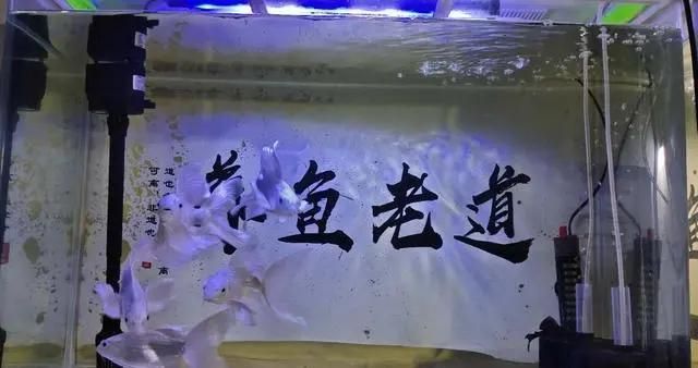 龍魚苗飼養需要注意什么，龍魚苗的飼養需要注意什么（龍魚苗的飼養方式）