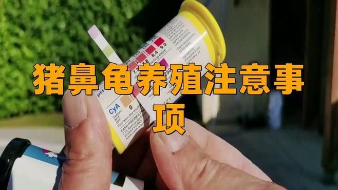 豬鼻龜?shù)某Ｒ娂膊〖捌浞乐畏椒ǎㄘi鼻龜常見5大疾病癥狀與治療全攻略對癥下藥別再亂治了）