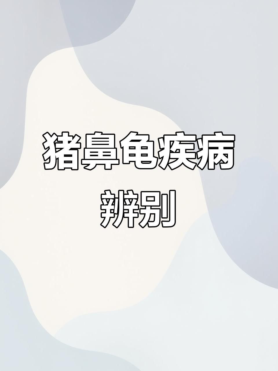 豬鼻龜?shù)某Ｒ娂膊〖捌浞乐畏椒ǎㄘi鼻龜常見5大疾病癥狀與治療全攻略對癥下藥別再亂治了）