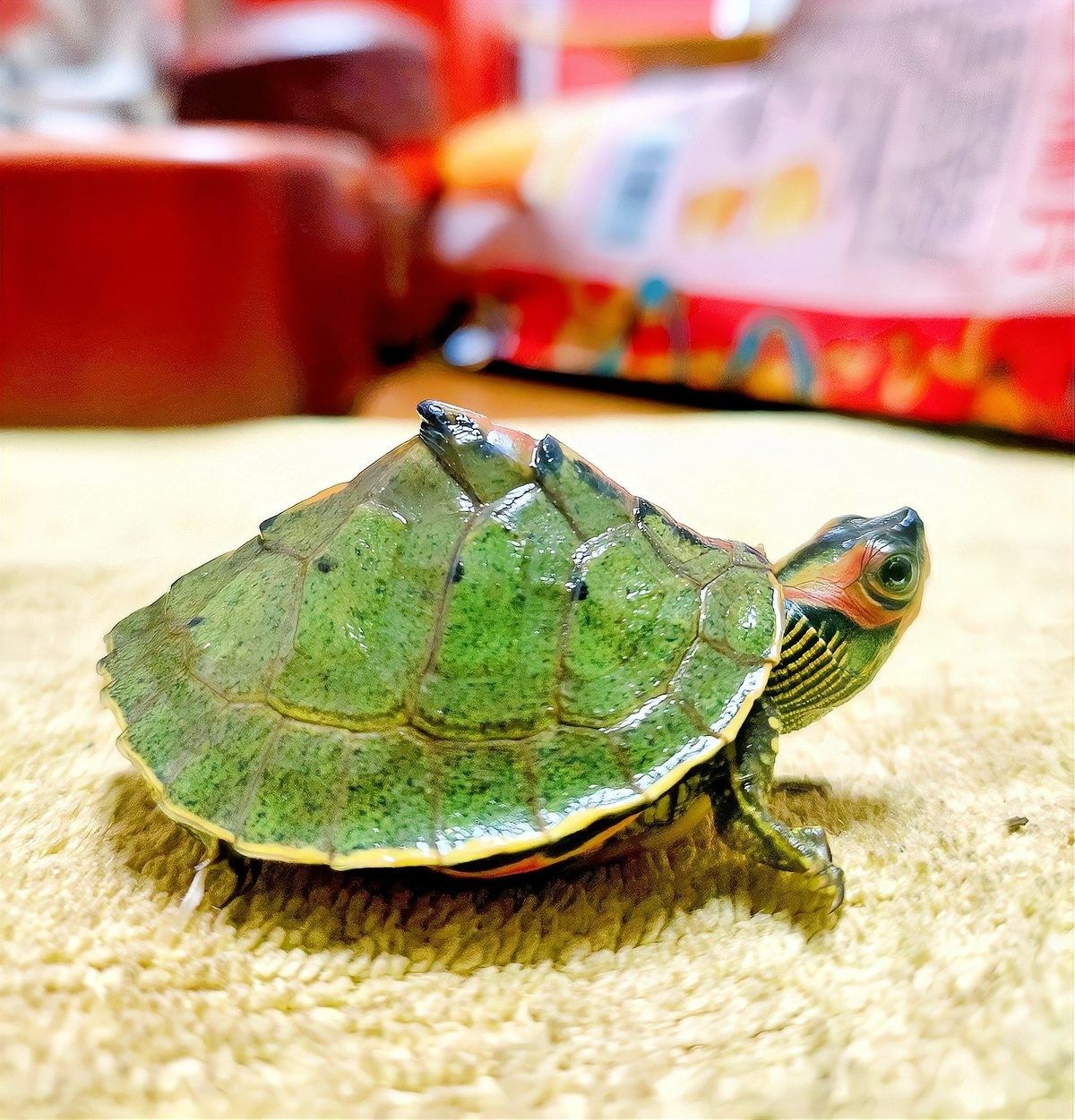 豬鼻龜?shù)某Ｒ娂膊〖捌浞乐畏椒ǎㄘi鼻龜常見5大疾病癥狀與治療全攻略對癥下藥別再亂治了）