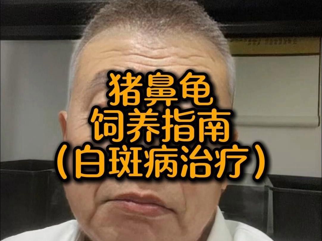 豬鼻龜?shù)某Ｒ娂膊〖捌浞乐畏椒ǎㄘi鼻龜常見5大疾病癥狀與治療全攻略對癥下藥別再亂治了）