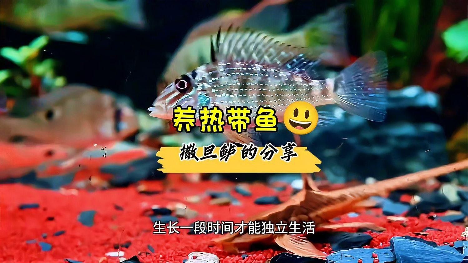 撒旦鴨嘴，作為超大型鯰魚（撒旦鴨嘴家族九大金剛(撒旦鴨嘴家族九大金剛(撒旦鴨嘴）