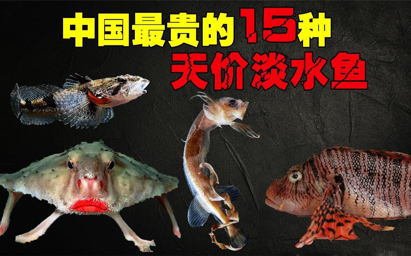 中國十大名貴魚排行榜（中國10大名貴淡水魚排行榜）
