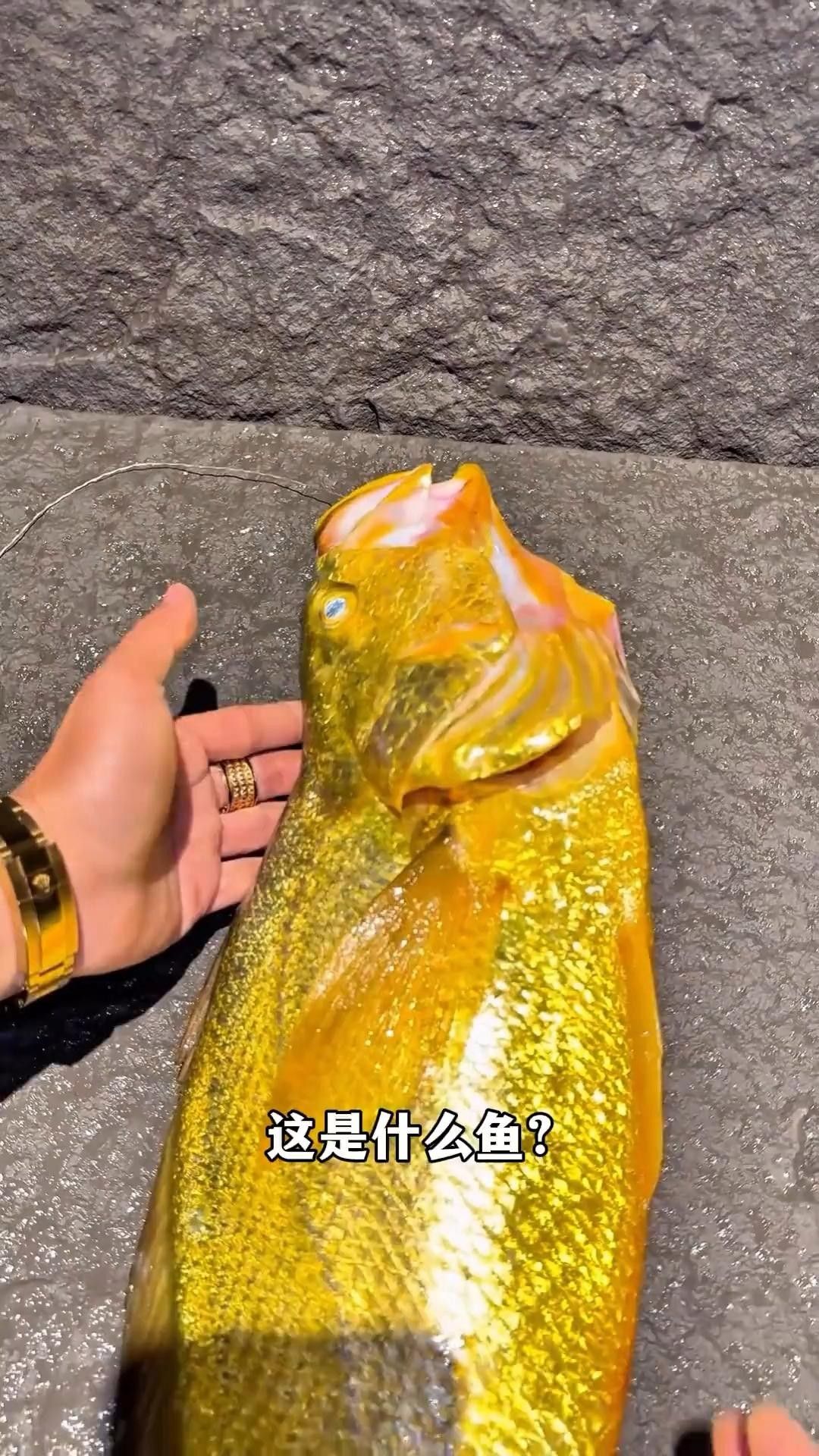 中國十大名貴魚排行榜（中國10大名貴淡水魚排行榜）