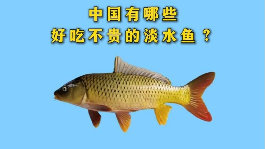中國十大名貴魚排行榜（中國10大名貴淡水魚排行榜）