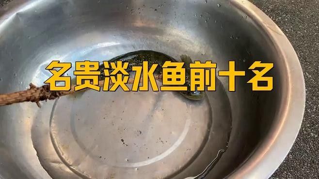 中國十大名貴魚排行榜（中國10大名貴淡水魚排行榜）