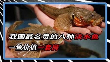 中國十大名貴魚排行榜（中國10大名貴淡水魚排行榜）