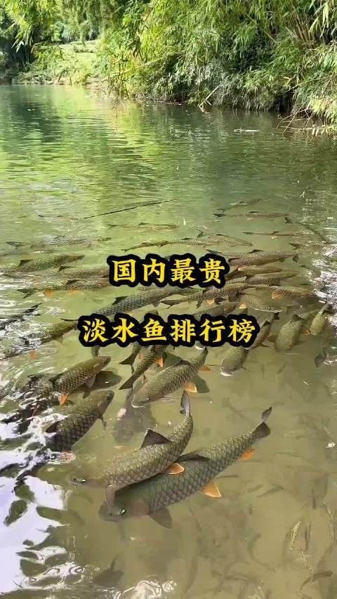 中國十大名貴魚排行榜（中國10大名貴淡水魚排行榜）