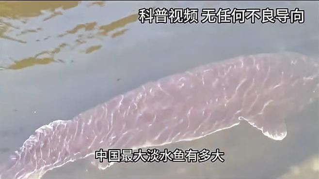 黑龍江最大的魚是什么魚咪朵黑龍江最大的魚有多重（黑龍江最大的魚是什么魚）