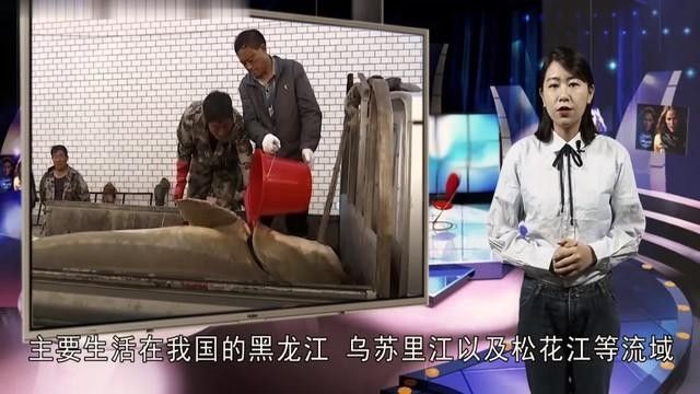 黑龍江最大的魚是什么魚咪朵黑龍江最大的魚有多重（黑龍江最大的魚是什么魚）
