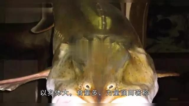 黑龍江最大的魚是什么魚咪朵黑龍江最大的魚有多重（黑龍江最大的魚是什么魚）