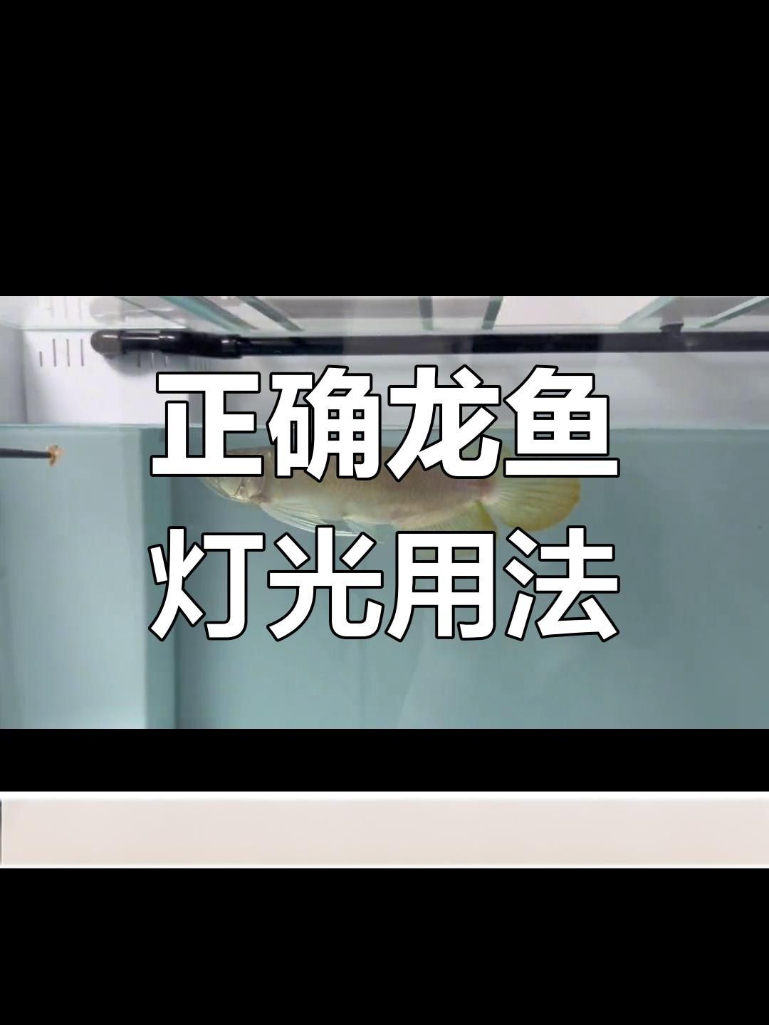 龍魚燈光的開啟方式（——龍魚燈光開啟方法）
