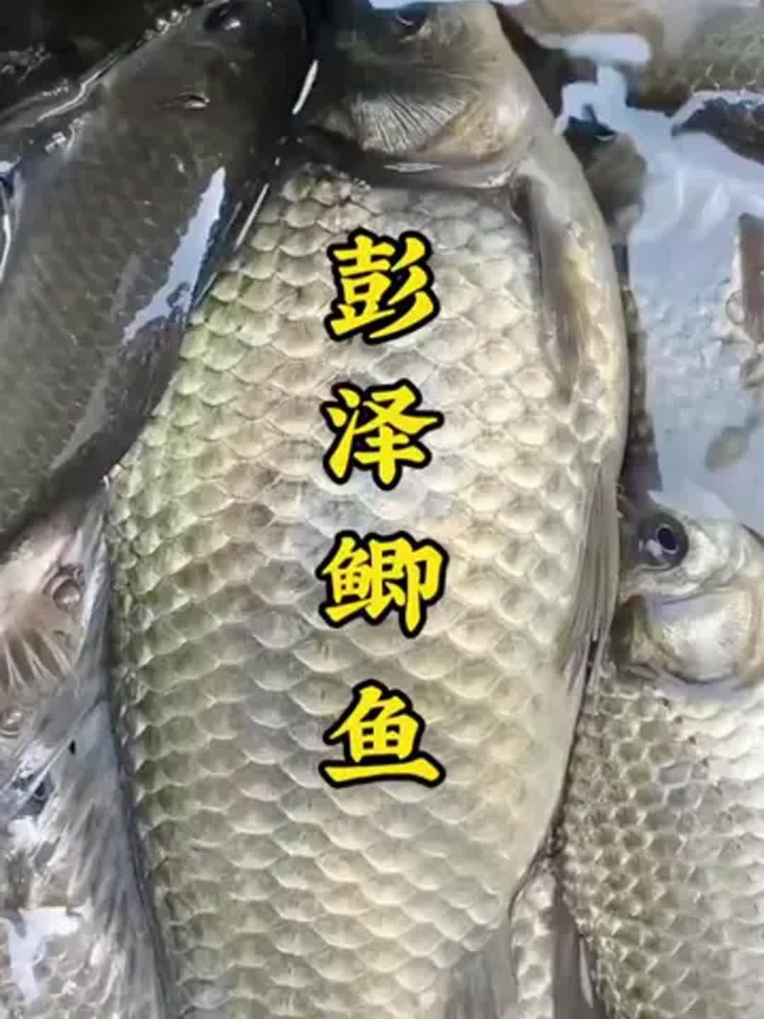 <strong><mark>江西</mark></strong>彭澤鯽魚苗咋養養魚池養殖技巧大揭秘全民小視頻（彭澤鯽魚苗養殖技術）