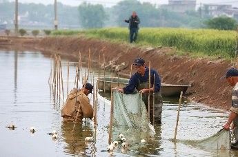 江西彭澤鯽魚苗咋養(yǎng)養(yǎng)魚池養(yǎng)殖技巧大揭秘全民小視頻（彭澤鯽魚苗養(yǎng)殖技術(shù)） 江西彭澤鯽魚苗咋養(yǎng)養(yǎng)魚池養(yǎng)殖技巧大揭秘全民小視頻（彭澤鯽魚苗養(yǎng)殖技術(shù)） 觀賞魚百科 第3張