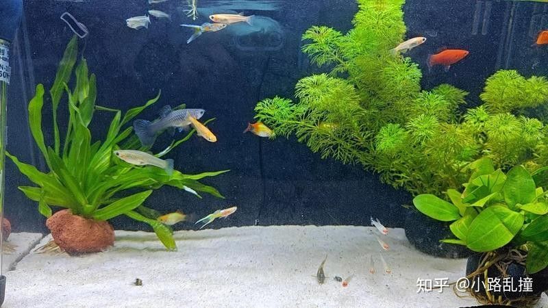 森森和yee哪個品牌更適合新手森森和yee哪個更耐用（森森和yee哪個品牌更可靠？）