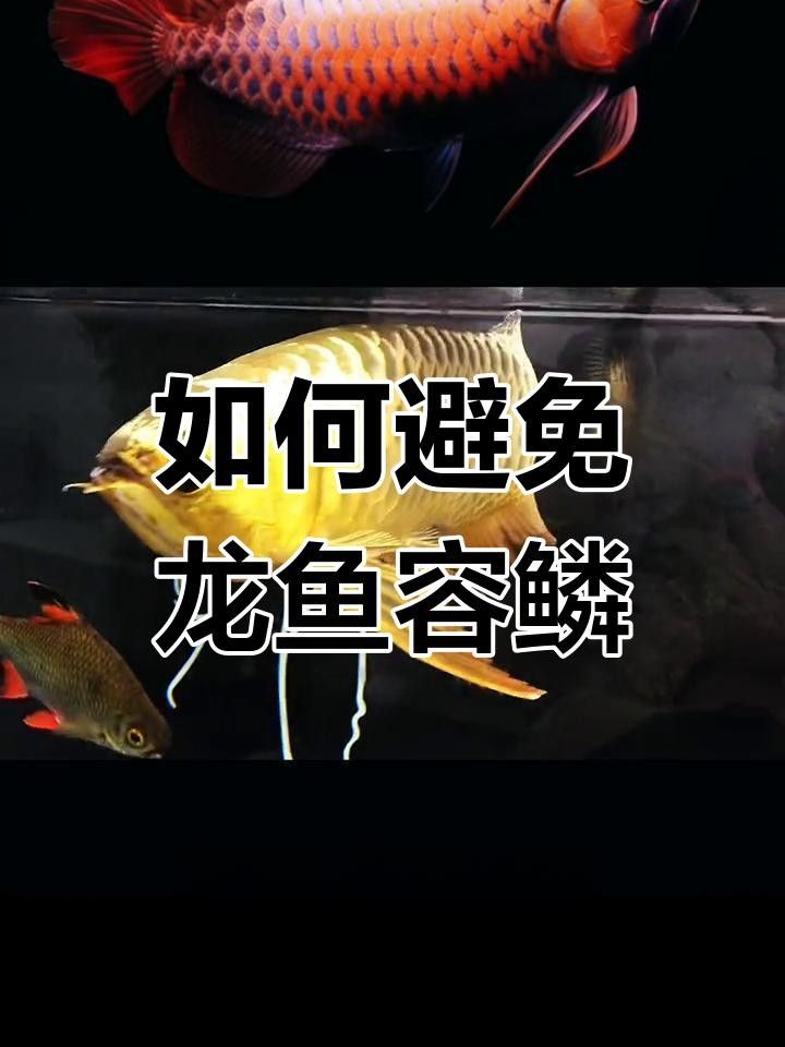 龍魚鱗爛了最怕的三個東西（紅龍魚鱗爛了最怕的三個東西）