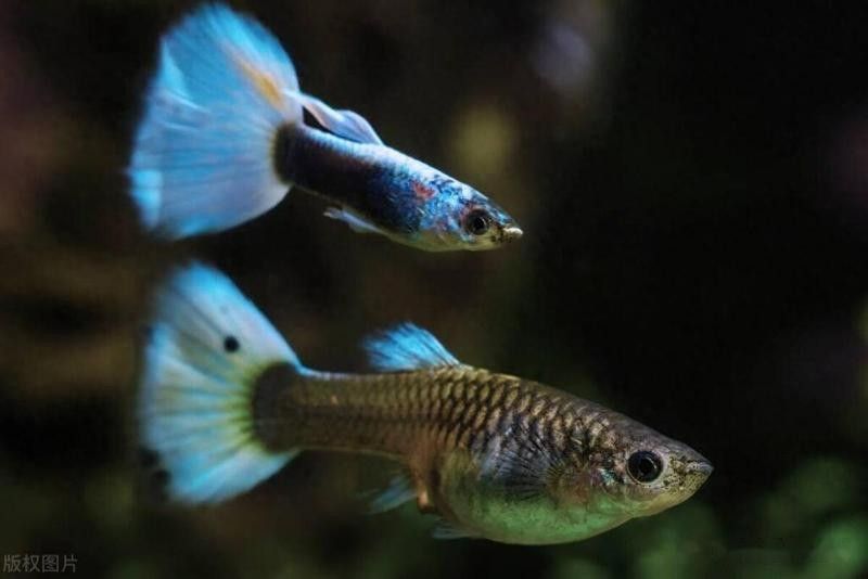 網絡魚病總推銷濾材的現象是由多方面分析，新手養魚人的4個“沒必要”（如何判斷濾材是否需要更換）