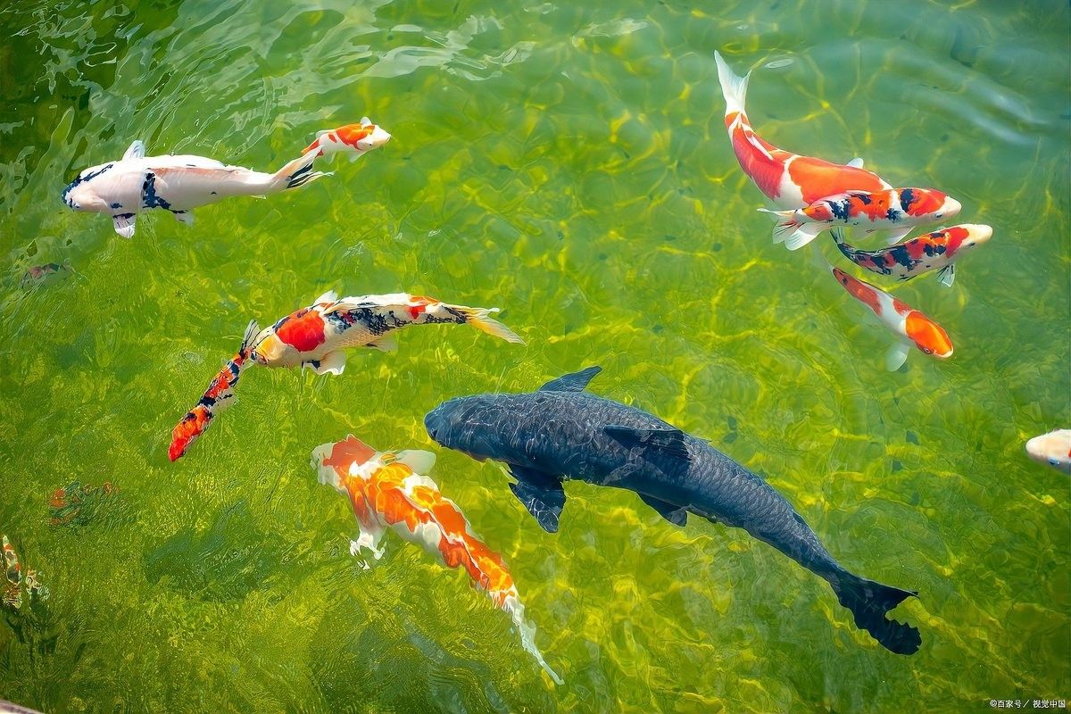 網絡魚病總推銷濾材的現象是由多方面分析，新手養魚人的4個“沒必要”（如何判斷濾材是否需要更換）