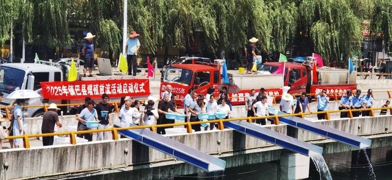 鎮巴龍魚的市場價格（鎮巴縣有哪些知名的龍魚養殖企業鎮巴龍魚養殖技巧）