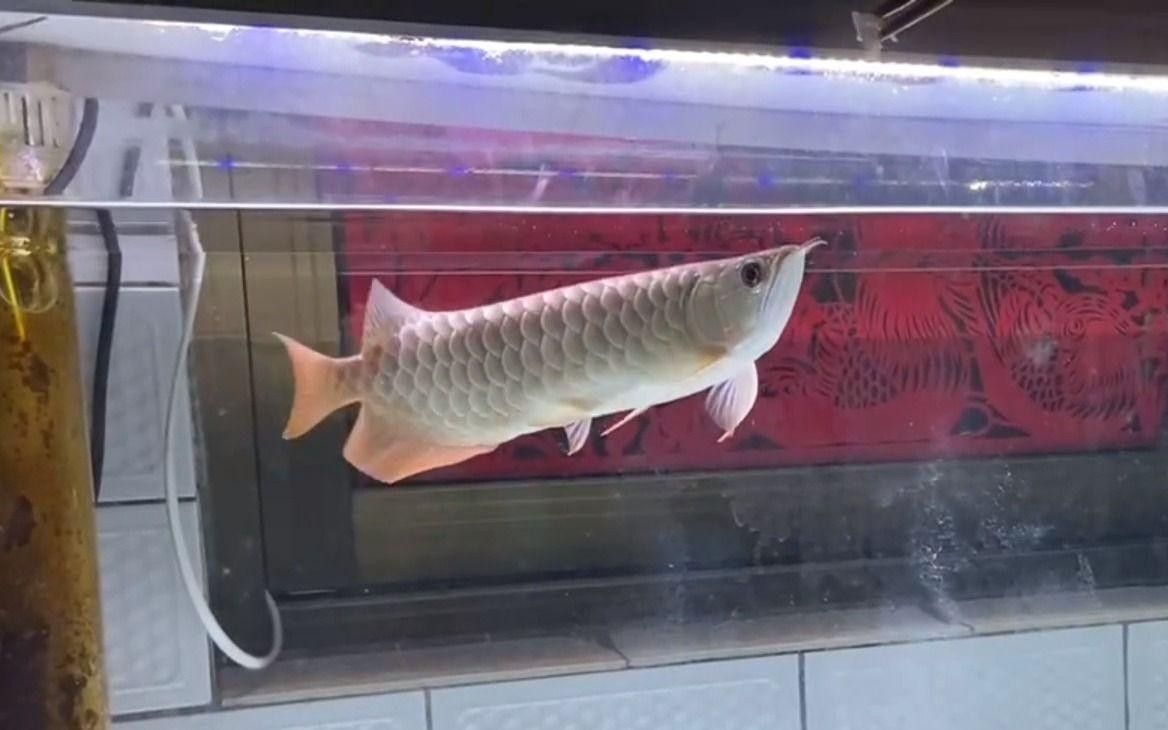 龍魚幼苗視頻教程：龍魚幼苗飼養和孵化過程揭秘（龍魚幼苗視頻教程，龍魚幼苗喂養全過程揭秘）