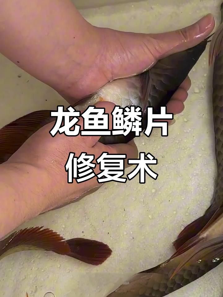 龍魚鱗片掉落能恢復嗎（紅龍魚鱗片掉了還能長嗎紅龍魚鱗片掉了還能長嗎）