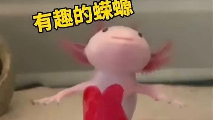 龍?bào)Ⅳ~的飼養(yǎng)方法（龍?bào)Ⅳ~是什么魚？）