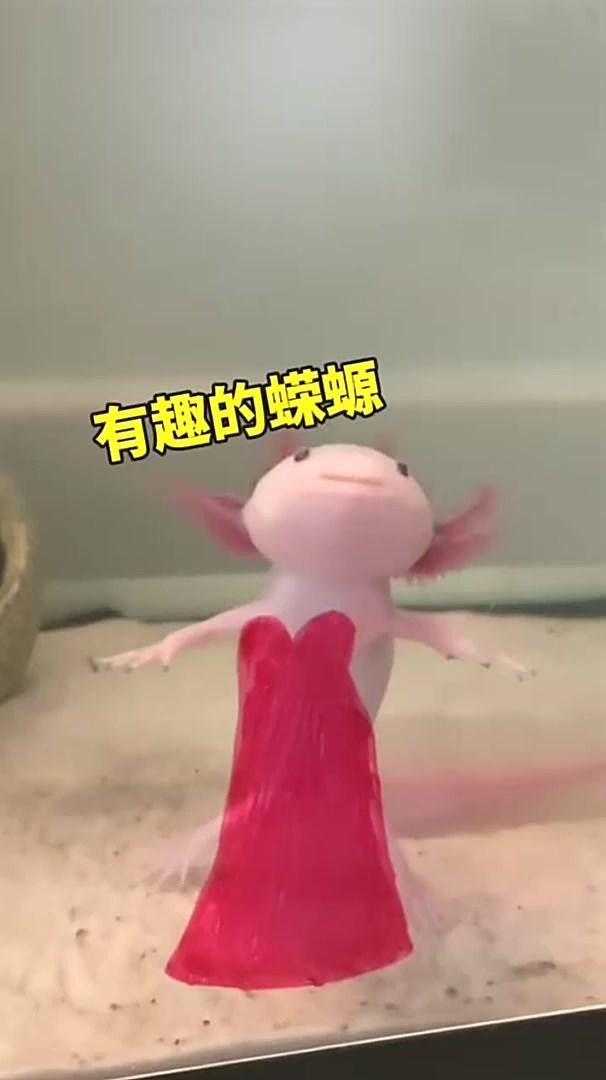 龍?bào)Ⅳ~的飼養(yǎng)方法（龍?bào)Ⅳ~是什么魚？）
