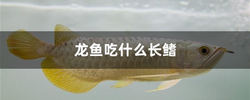 龍魚長鰭的食物需求（龍魚的長鰭生長需要注意什么？）