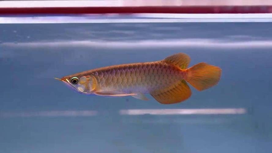 魚之樂紅龍魚發色過程解析:三階段變化全民小視頻（紅龍魚發色過程中需要注意什么紅龍魚發色過程中需要注意什么）