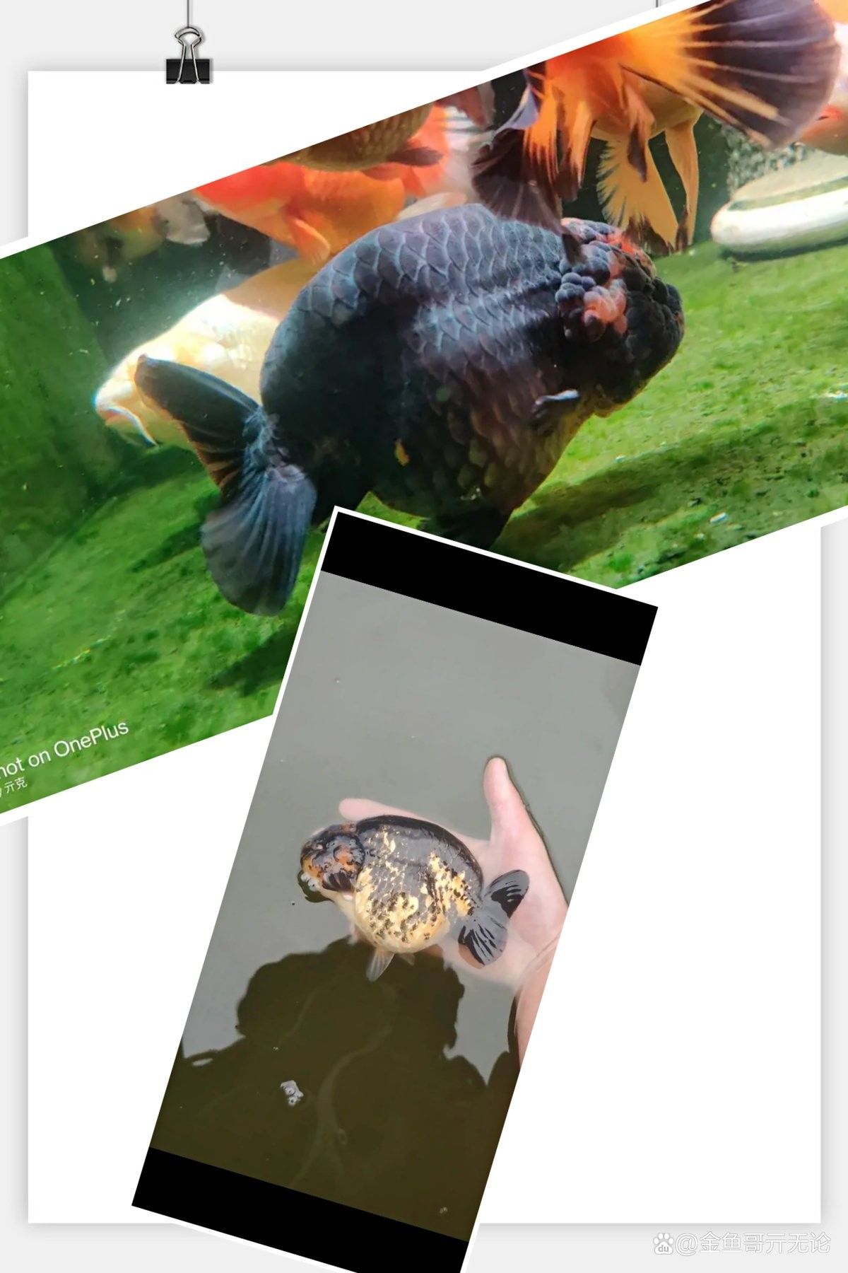 銀龍魚變色了怎么回事