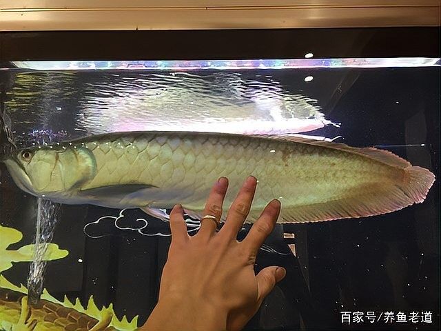 銀龍魚變色了怎么回事