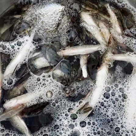 舌尖上的吉林——開江魚（“四大鮮”中的開江魚，如何辨別真假四大鮮中哪個性價比最高）
