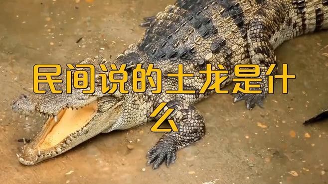 土龍在中醫藥中有哪些功效，土龍在五行中有哪些功效（土龍又叫什么）