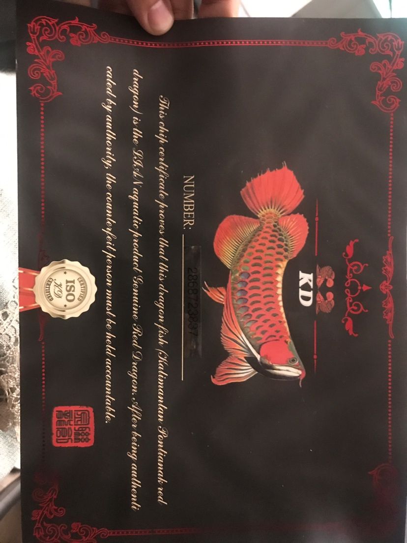 印尼紅龍魚(yú)證書(shū)通常包括以下信息，養(yǎng)殖者的名稱和地址（印尼紅龍魚(yú)證書(shū)是一份由印尼漁業(yè)部門(mén)頒發(fā)的認(rèn)證文件）