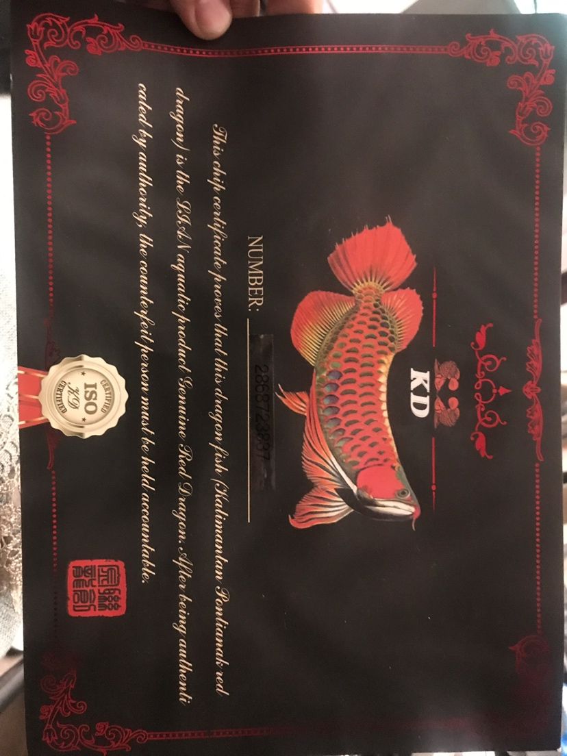 印尼紅龍魚證書通常包括以下信息，養殖者的名稱和地址（印尼紅龍魚證書是一份由印尼漁業部門頒發的認證文件）