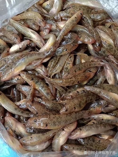 九江的魚類有哪些（九江最著名的魚類之一是中華鱘，中華鱘，）