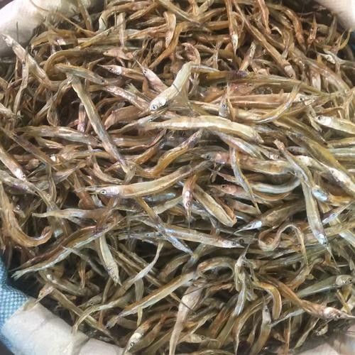 九江的魚類有哪些（九江最著名的魚類之一是中華鱘，中華鱘，）