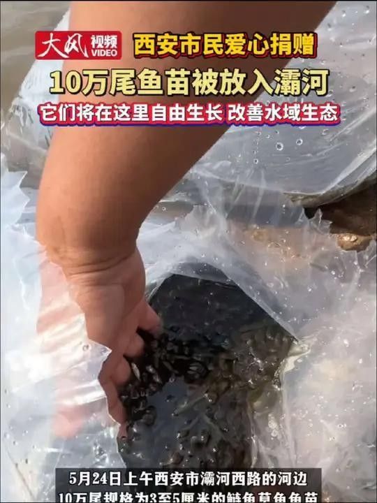 西安灞河的魚能吃嗎？（灞河的魚能吃嗎？）