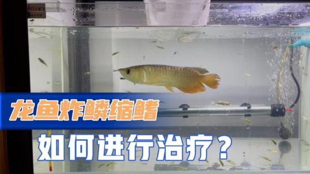 龍魚炸鱗趴缸幾天恢復正常
