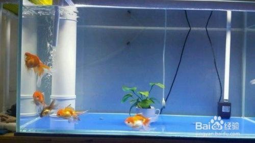觀賞魚什么季節繁殖好（觀賞魚一般什么時間喂食）