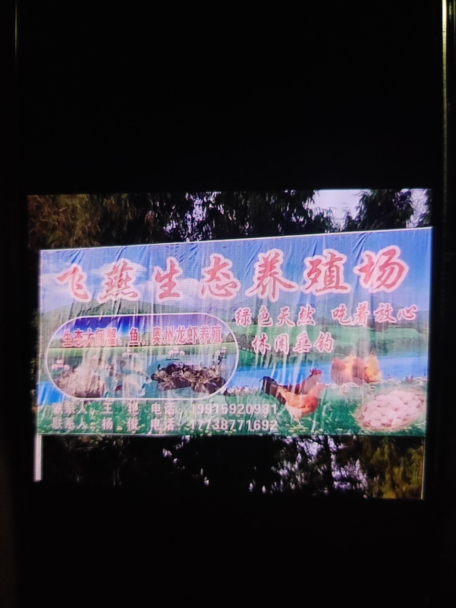 儀隴龍魚
