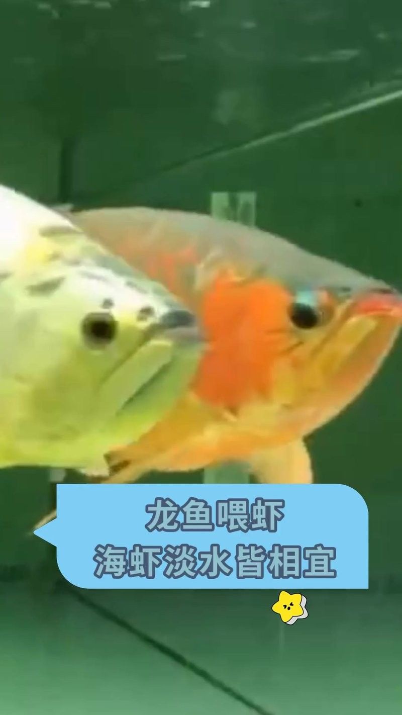龍魚可以吃海蝦嗎