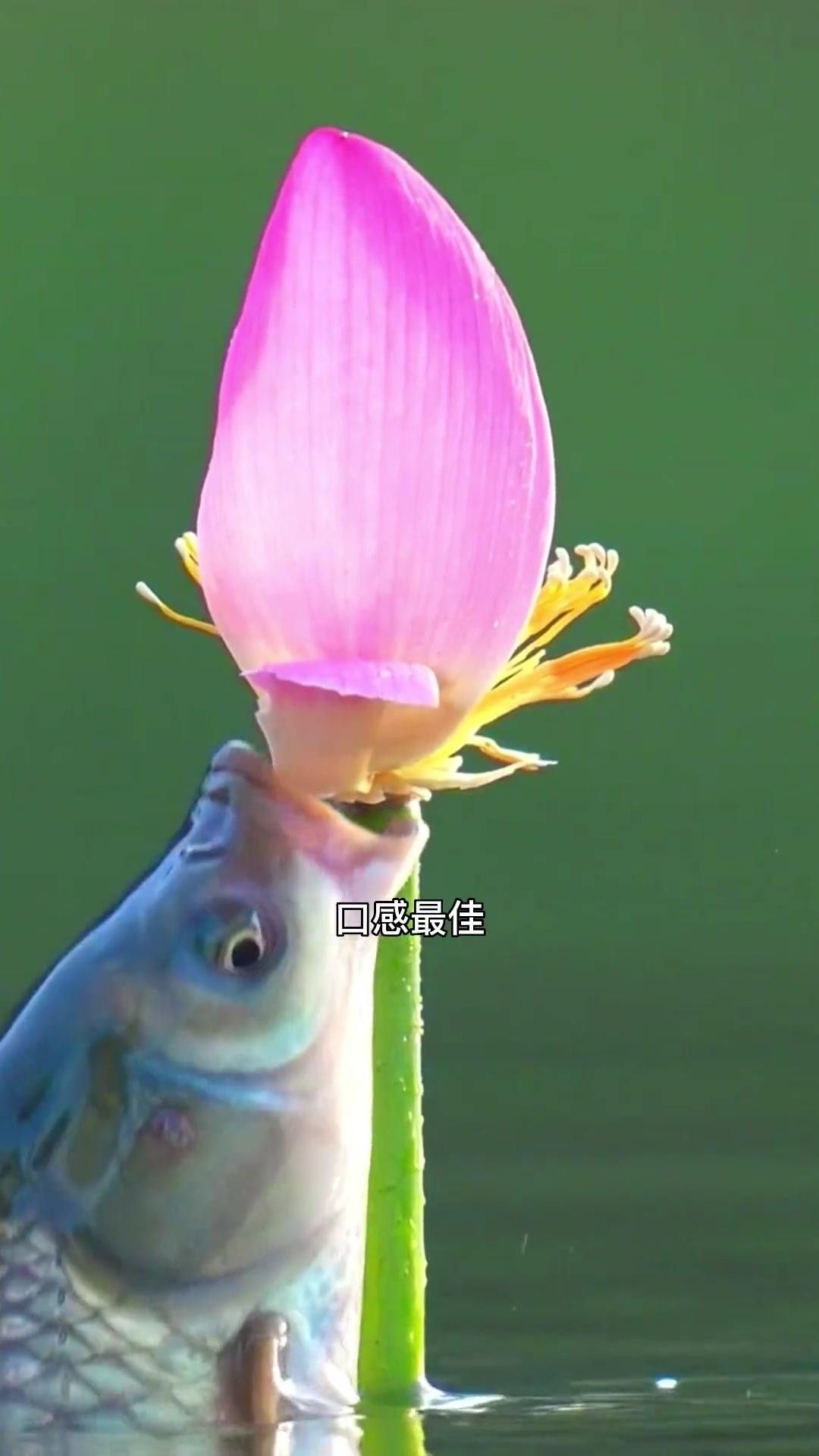 <strong><mark>江西</mark></strong>九江特產酒糟魚
