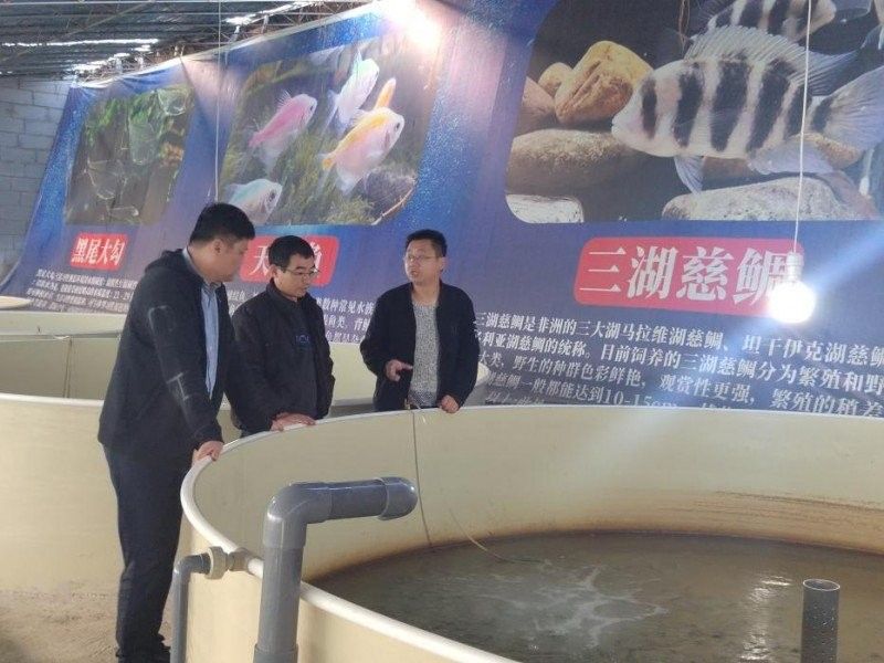 東明龍魚屬于什么檔次