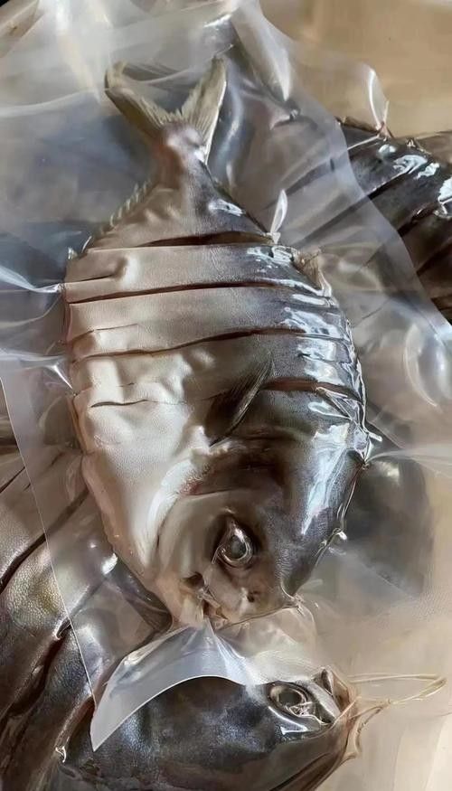 湛江金鯧魚