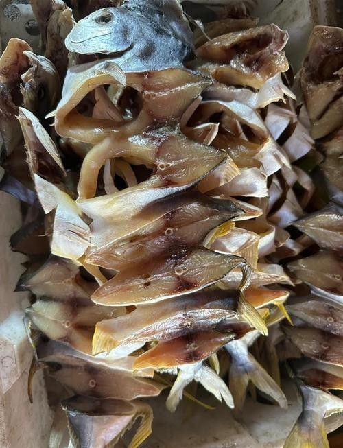 湛江金鯧魚