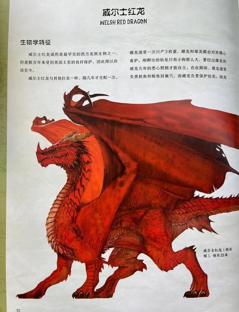 英國紅龍