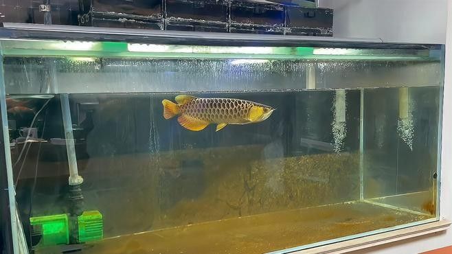 龍魚側游徹底解決方案