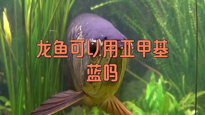 龍魚側游徹底解決方案