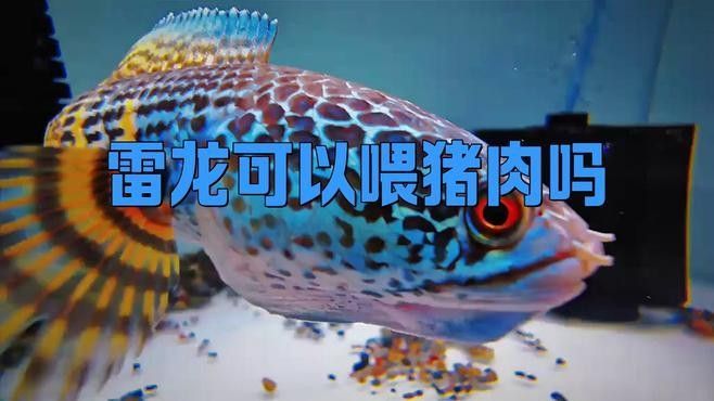 龍魚吃豬肉的6大好處